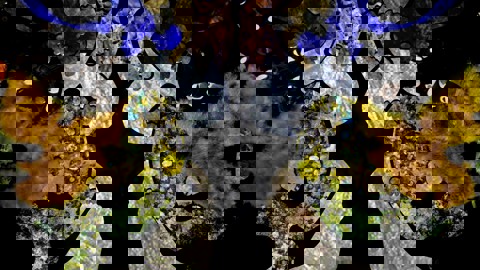 BSAQ Erich 2022 Centre