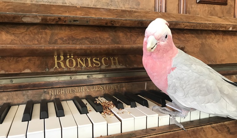 doggy_on_piano