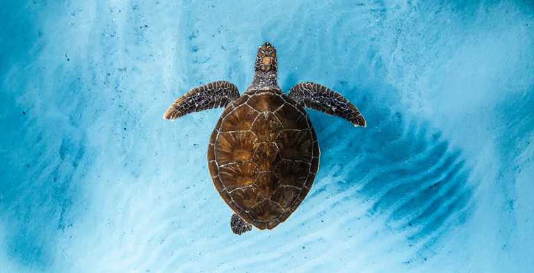 ocean_film_festival_-_red_hot_arts_website_-_main_event_image